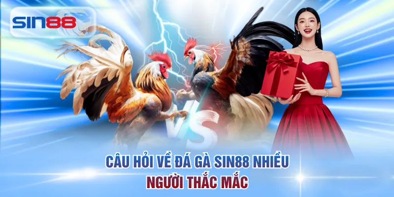 Câu hỏi về đá gà SIN88 nhiều người thắc mắc